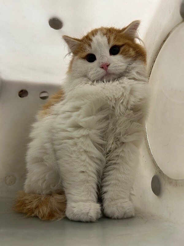 Picture of the Animal Listed