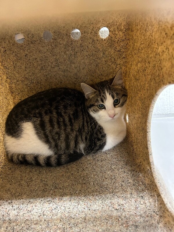 Picture of the Animal Listed