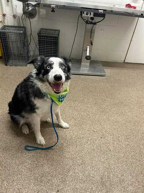 Picture of the Animal Listed