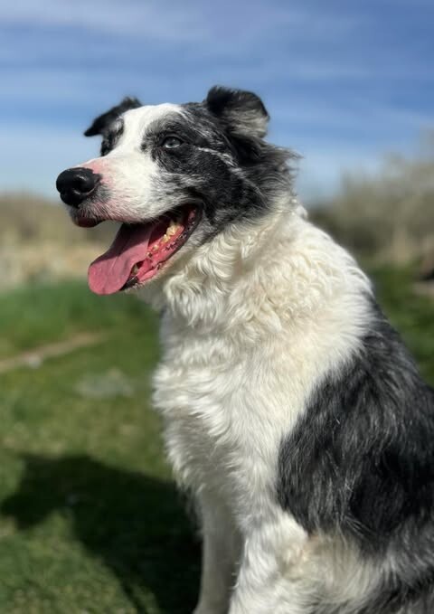 Picture of the Animal Listed