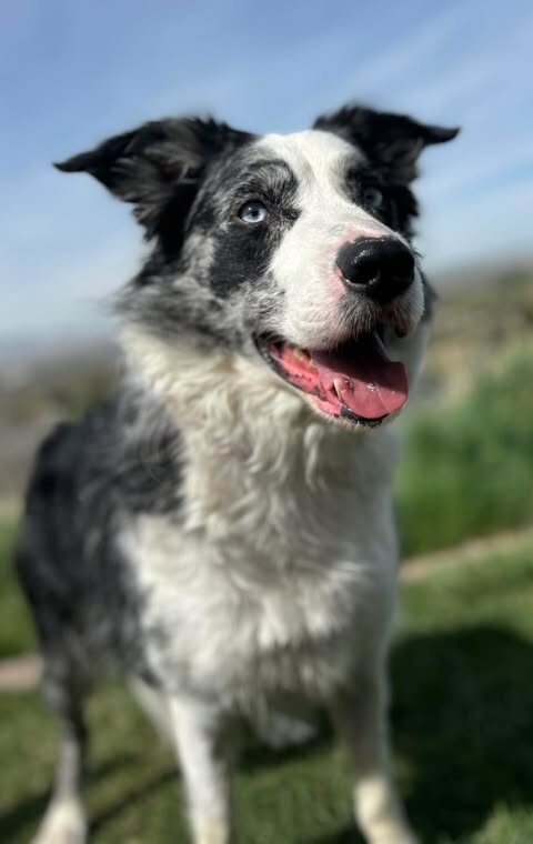 Picture of the Animal Listed