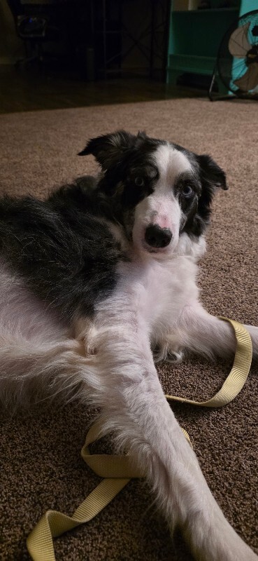 Picture of the Animal Listed