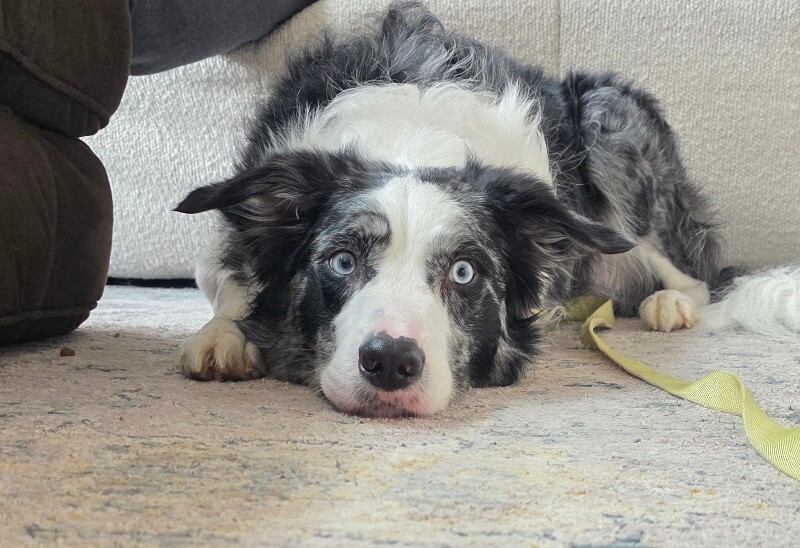 Picture of the Animal Listed