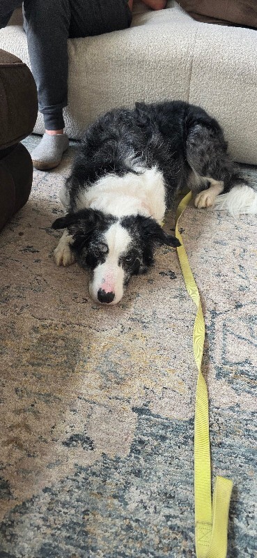 Picture of the Animal Listed