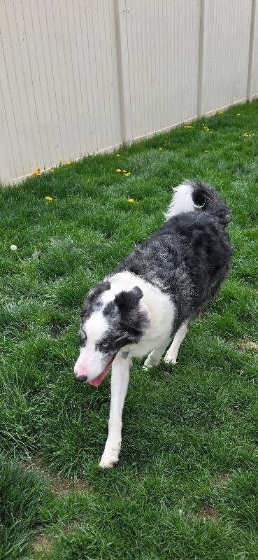 Picture of the Animal Listed