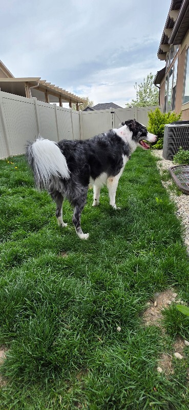 Picture of the Animal Listed