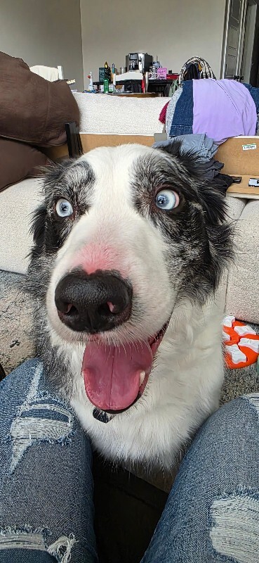 Picture of the Animal Listed