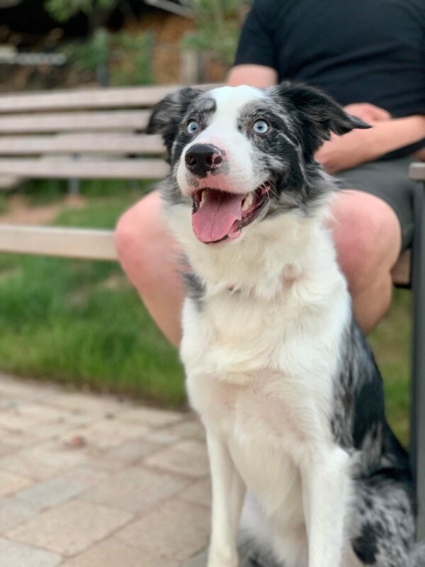 Picture of the Animal Listed