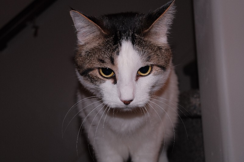 Picture of the Animal Listed