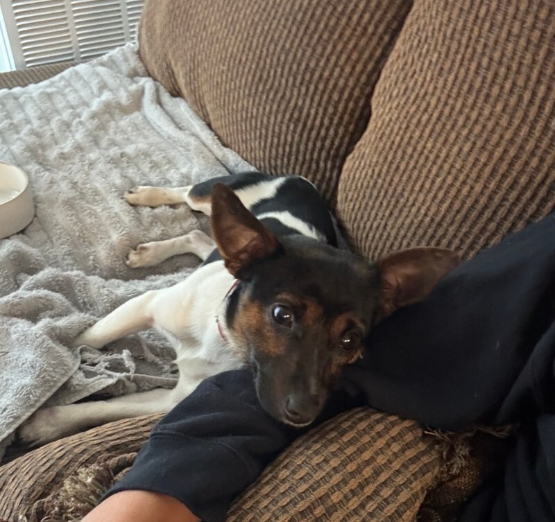 Picture of the Animal Listed