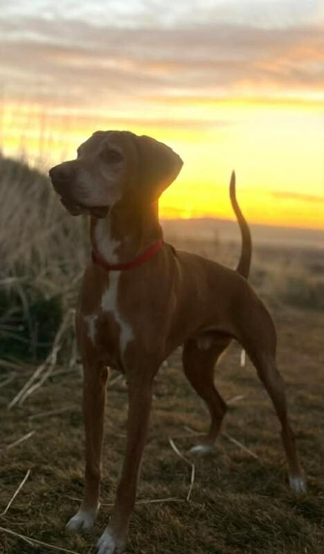 Picture of the Animal Listed