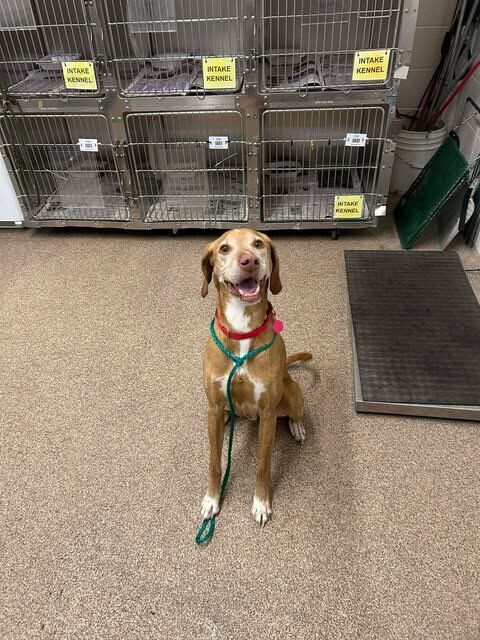 Picture of the Animal Listed