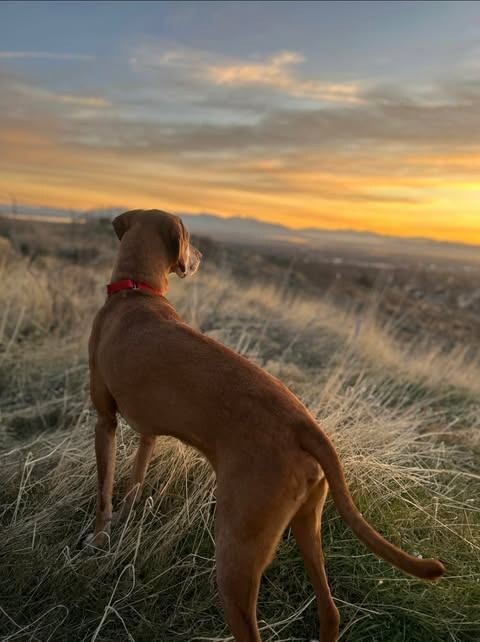 Picture of the Animal Listed