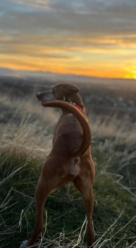 Picture of the Animal Listed