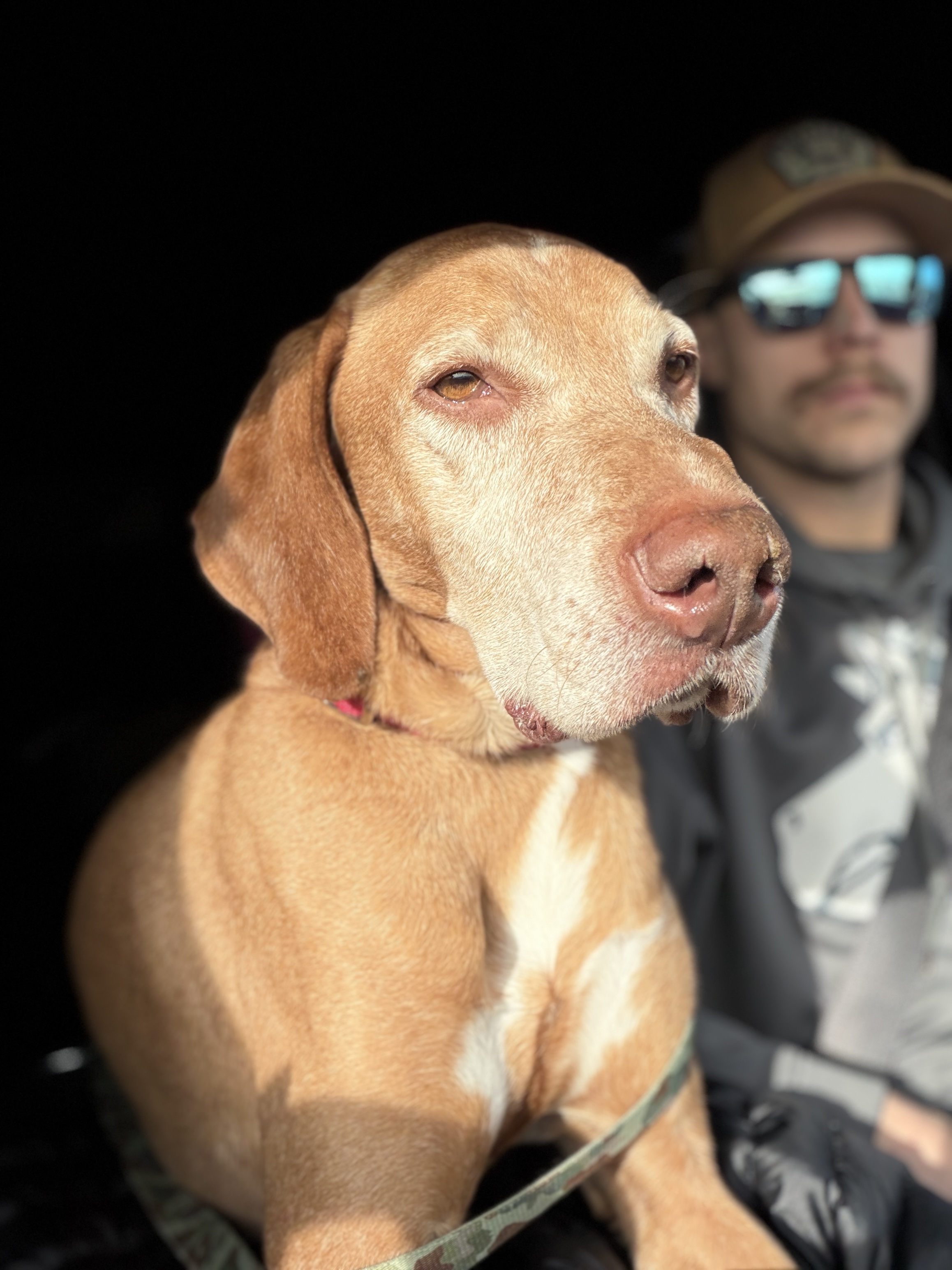 Picture of the Animal Listed