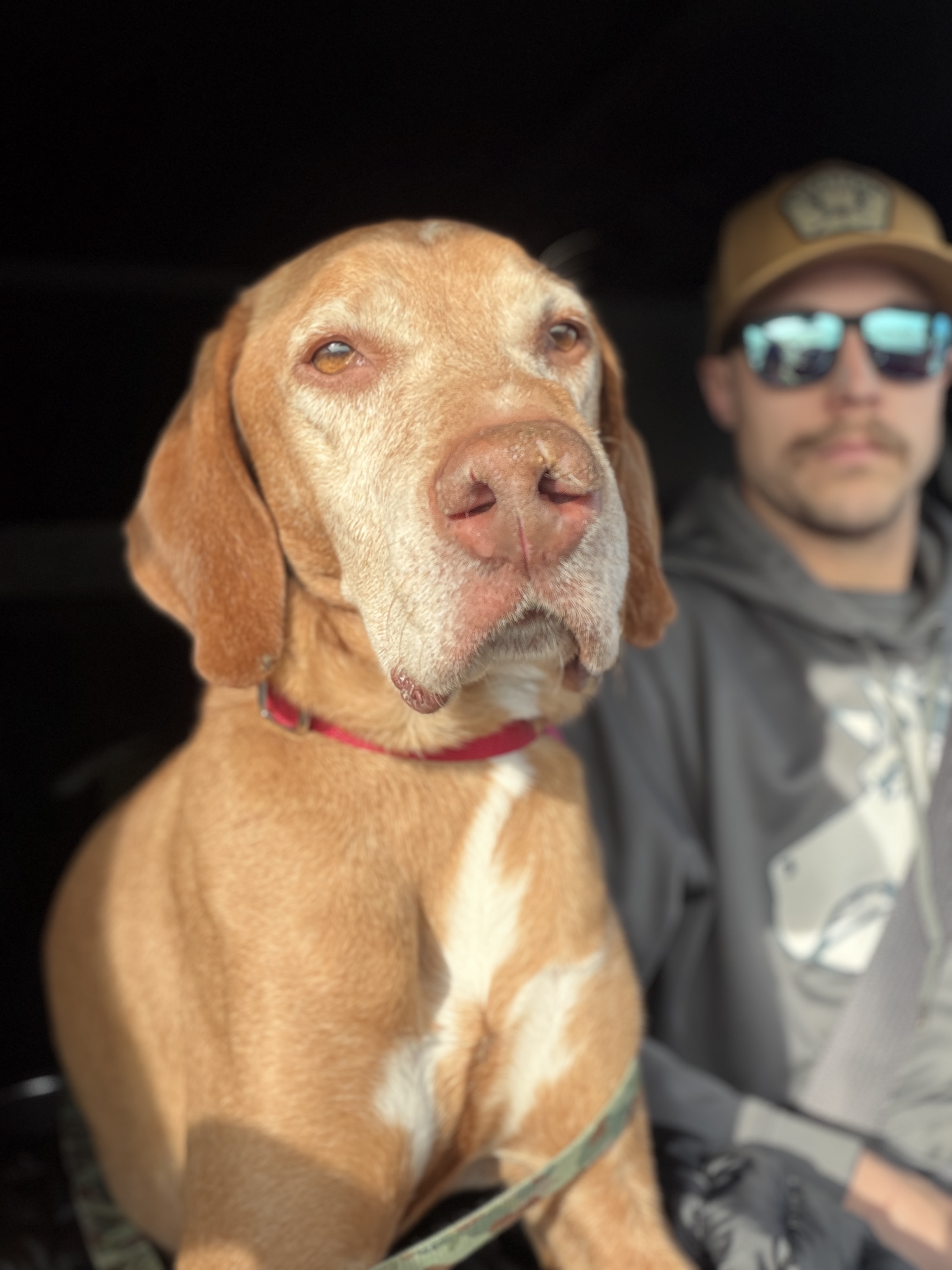 Picture of the Animal Listed