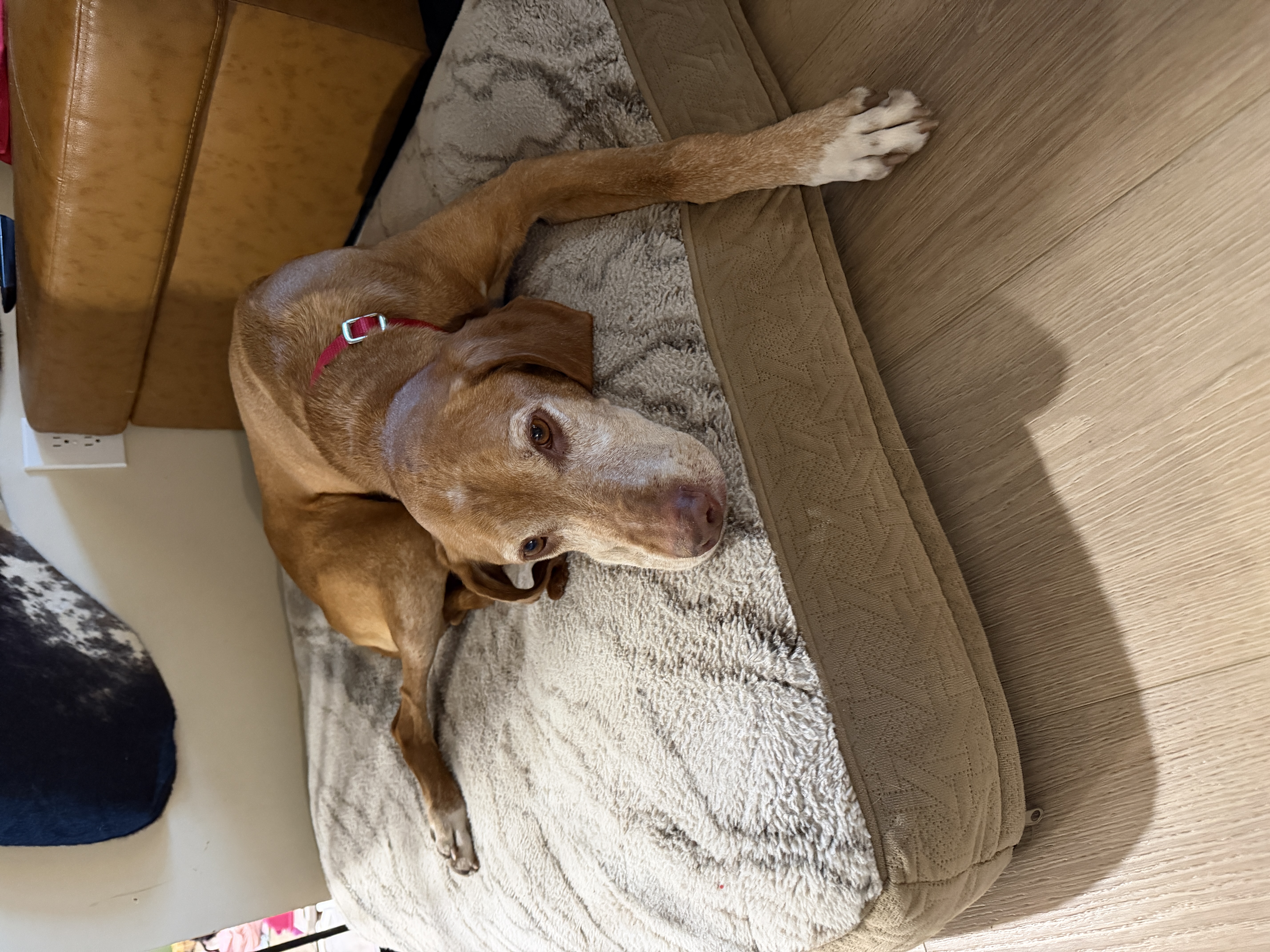 Picture of the Animal Listed