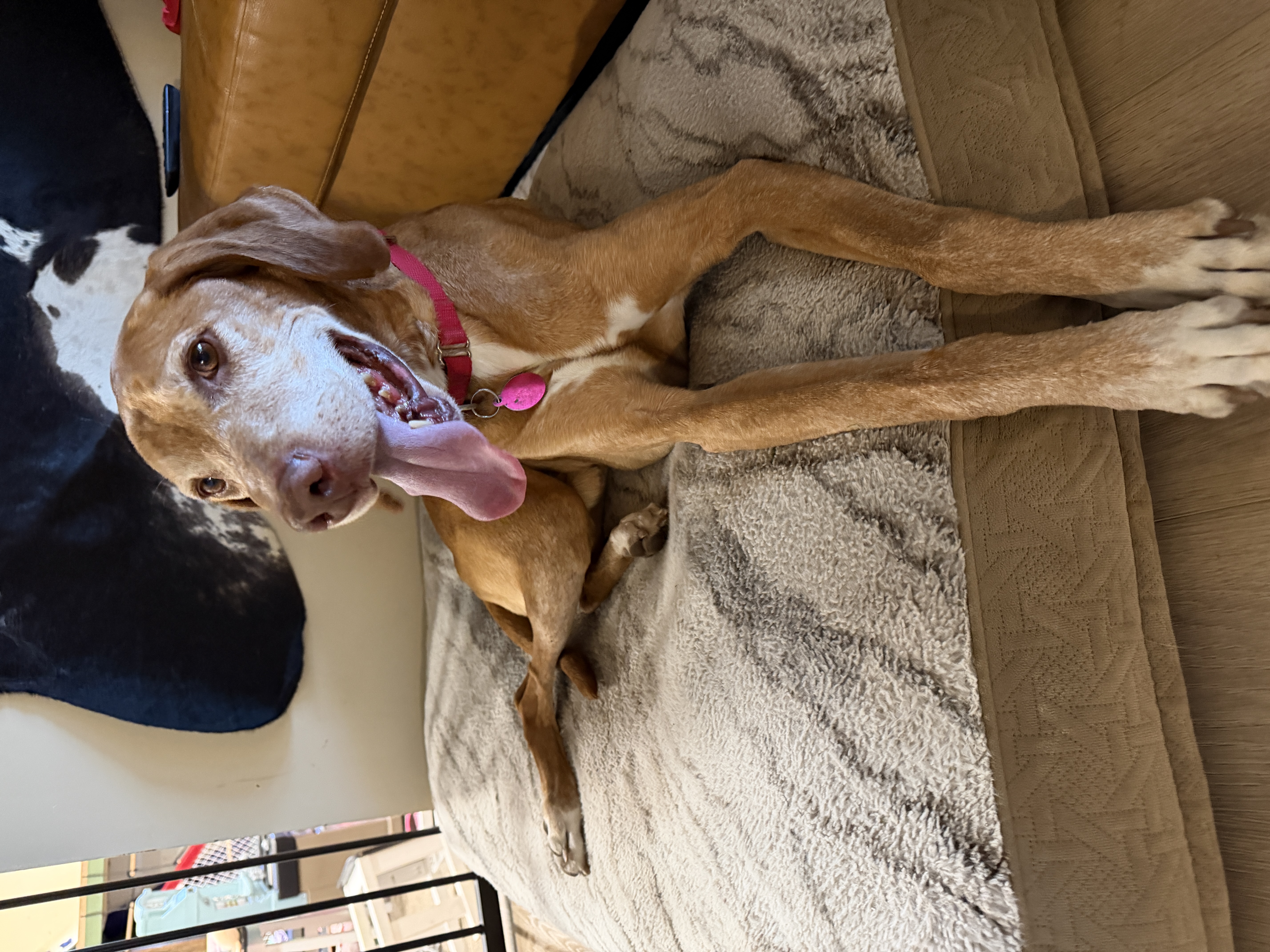 Picture of the Animal Listed