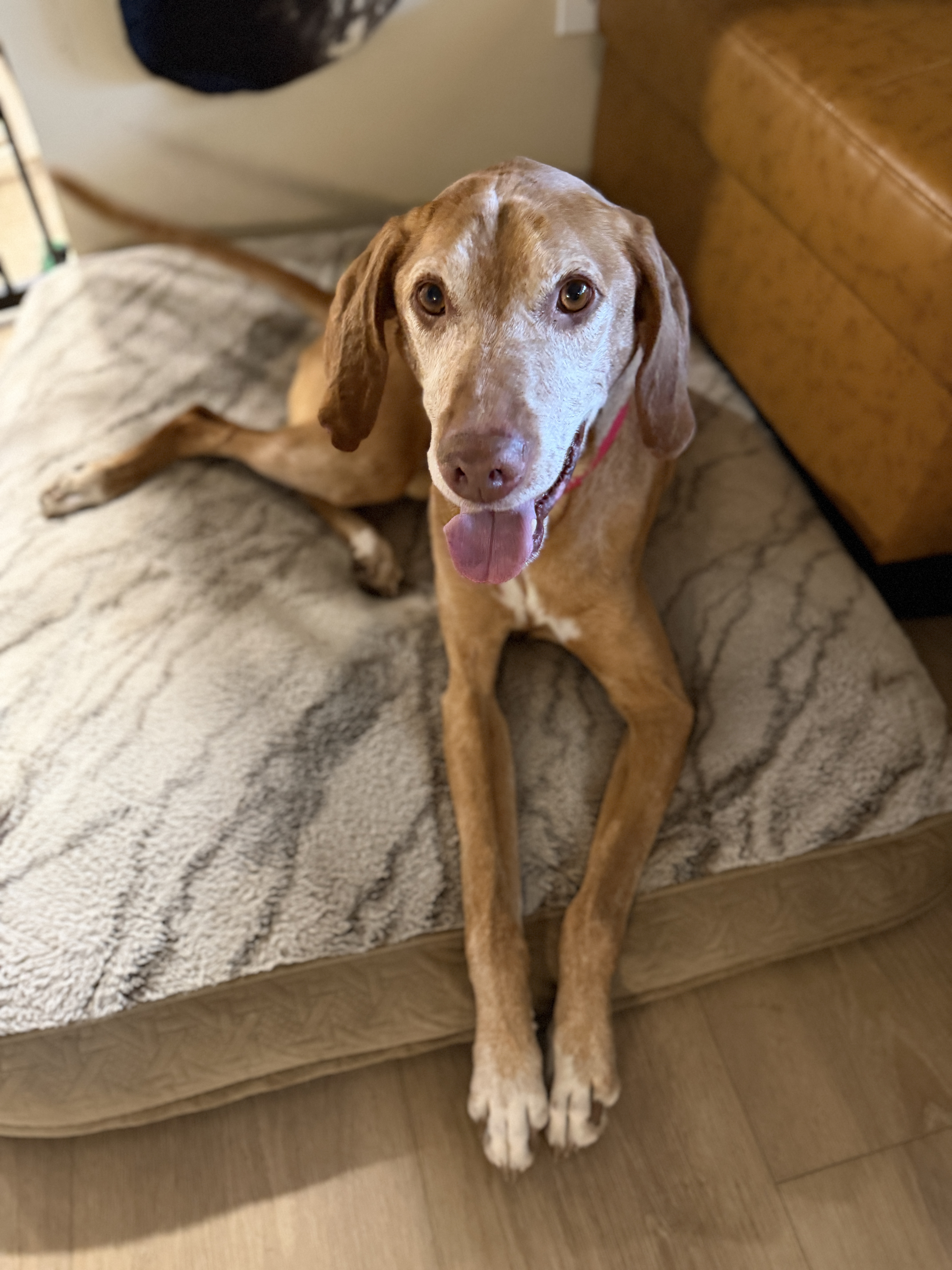 Picture of the Animal Listed