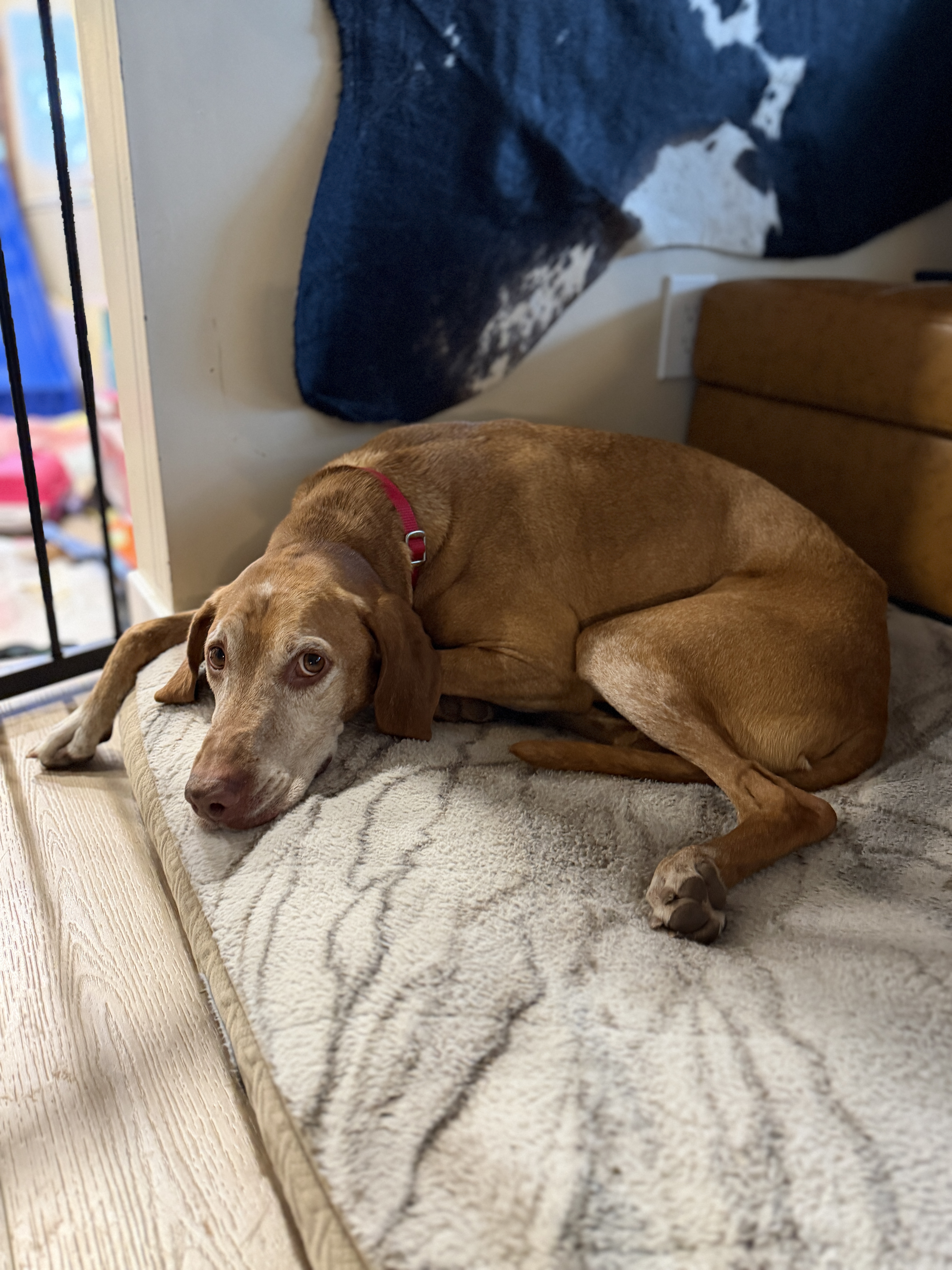 Picture of the Animal Listed