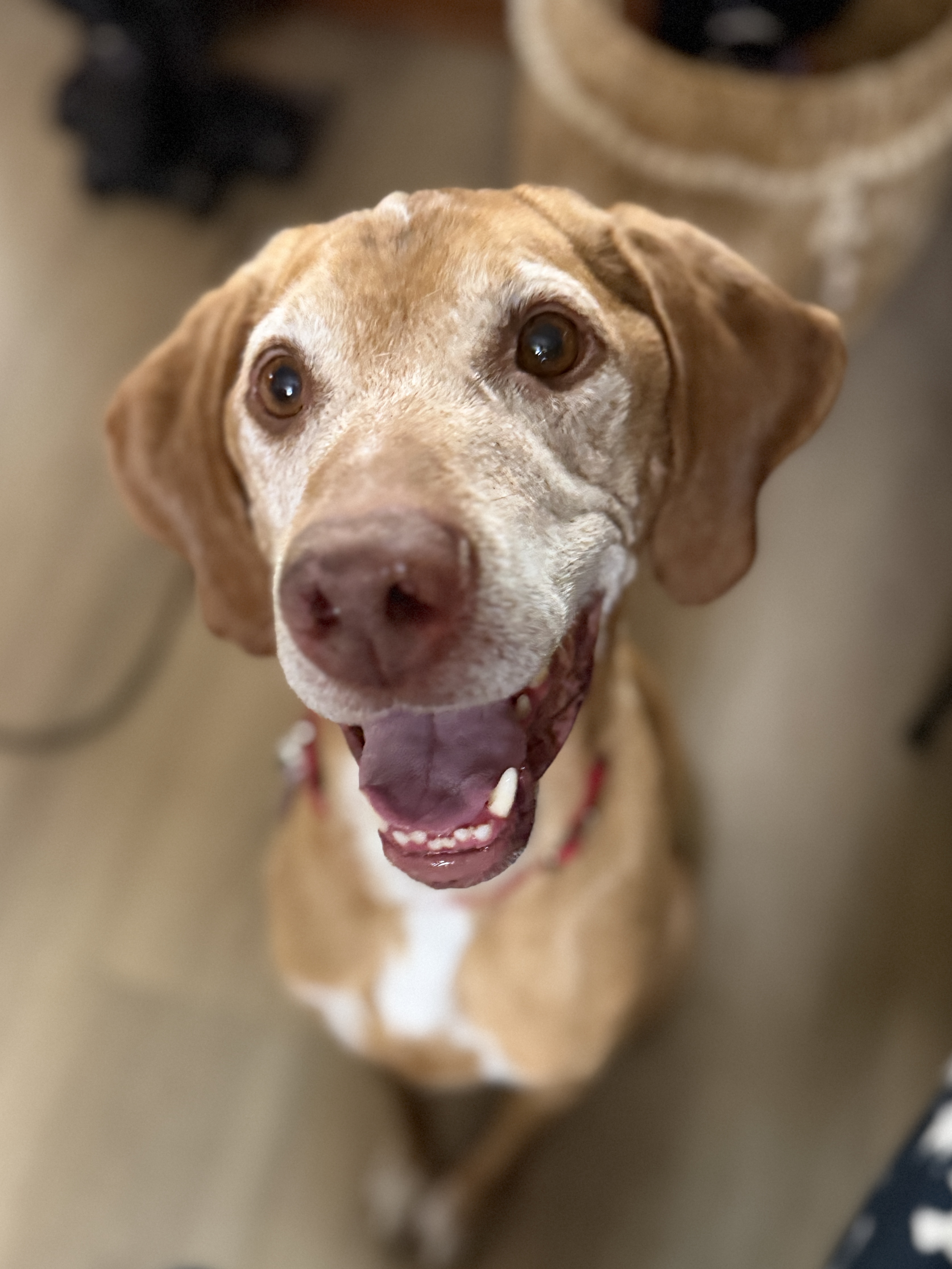 Picture of the Animal Listed