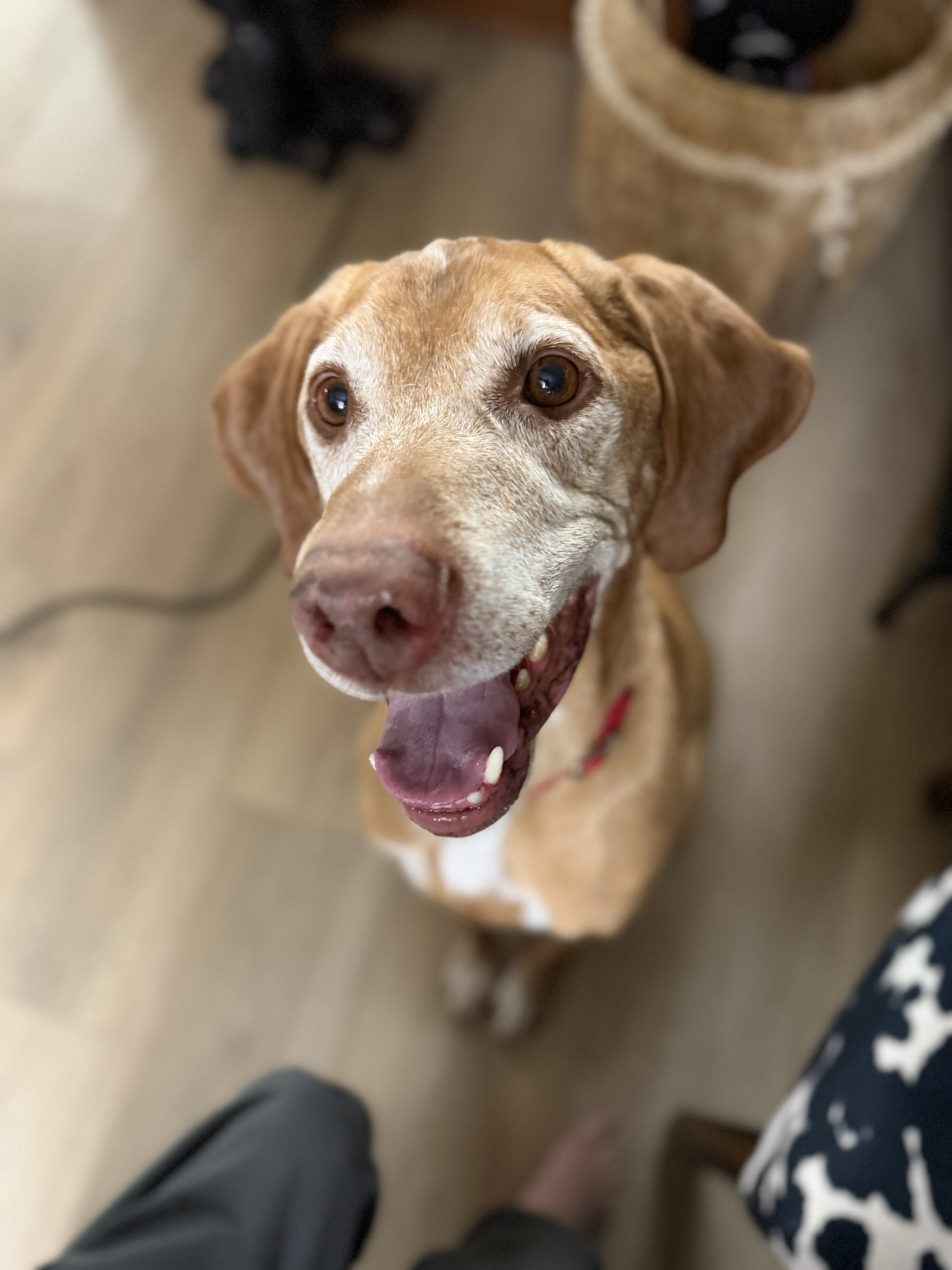 Picture of the Animal Listed