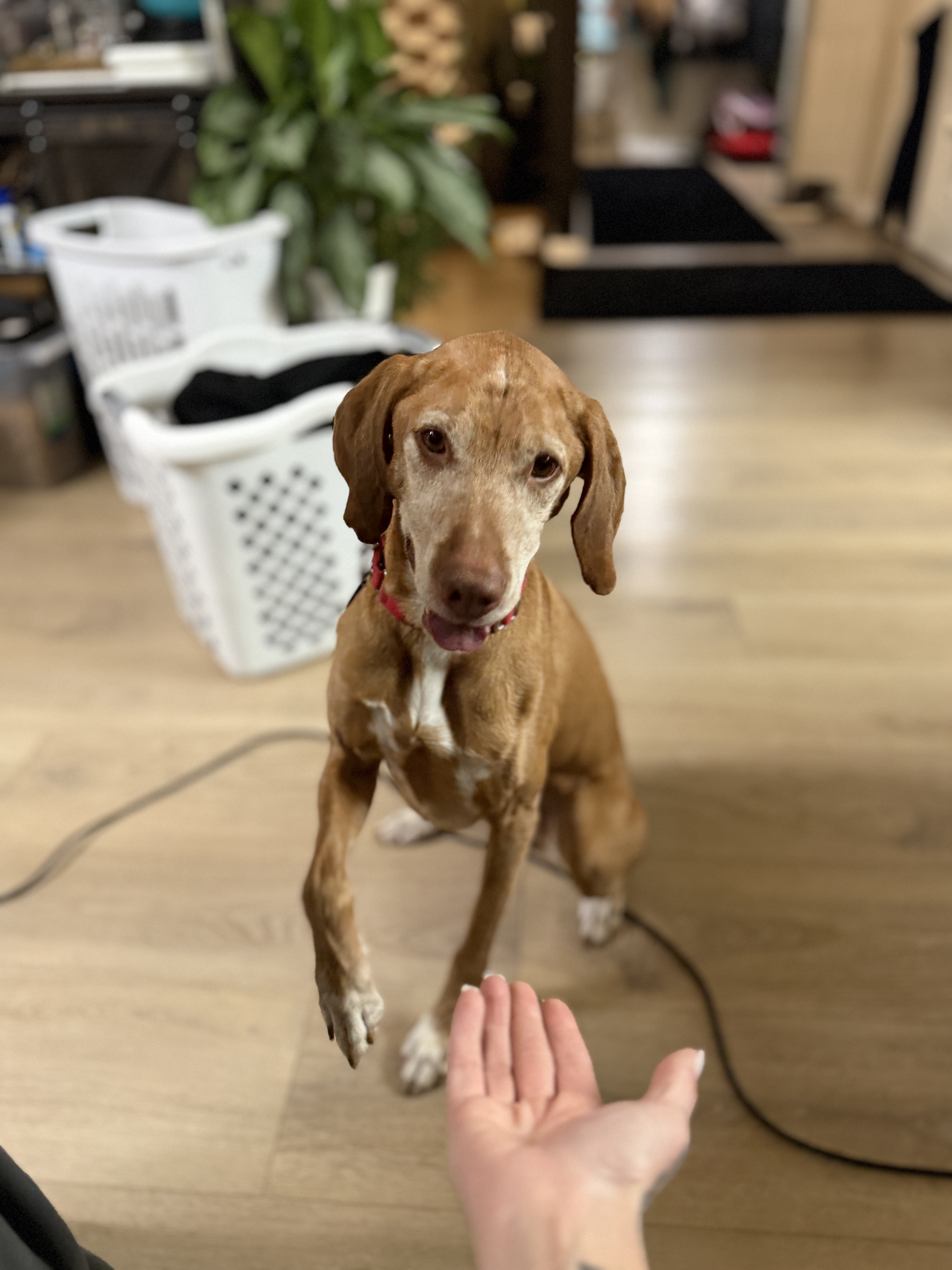 Picture of the Animal Listed