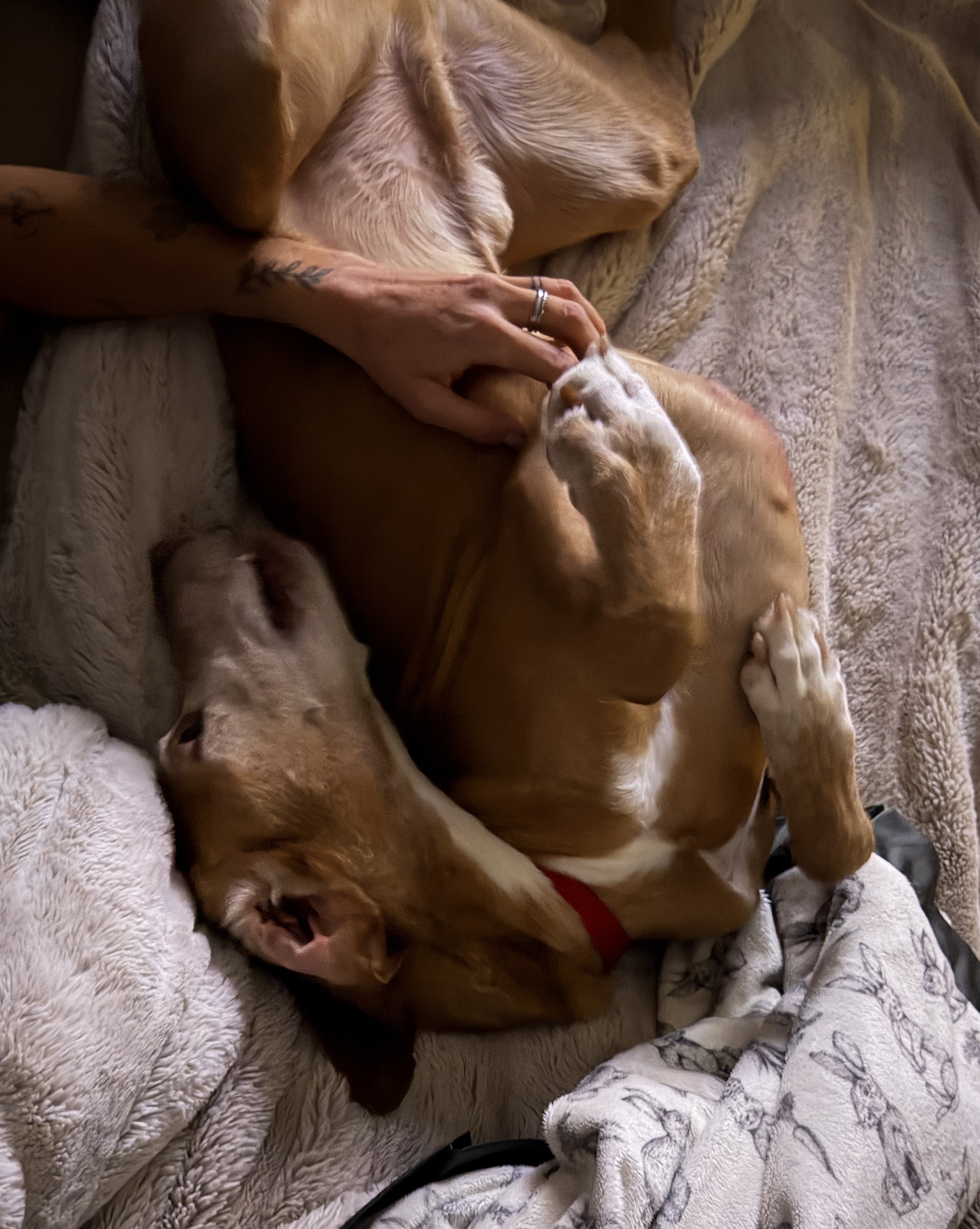 Picture of the Animal Listed