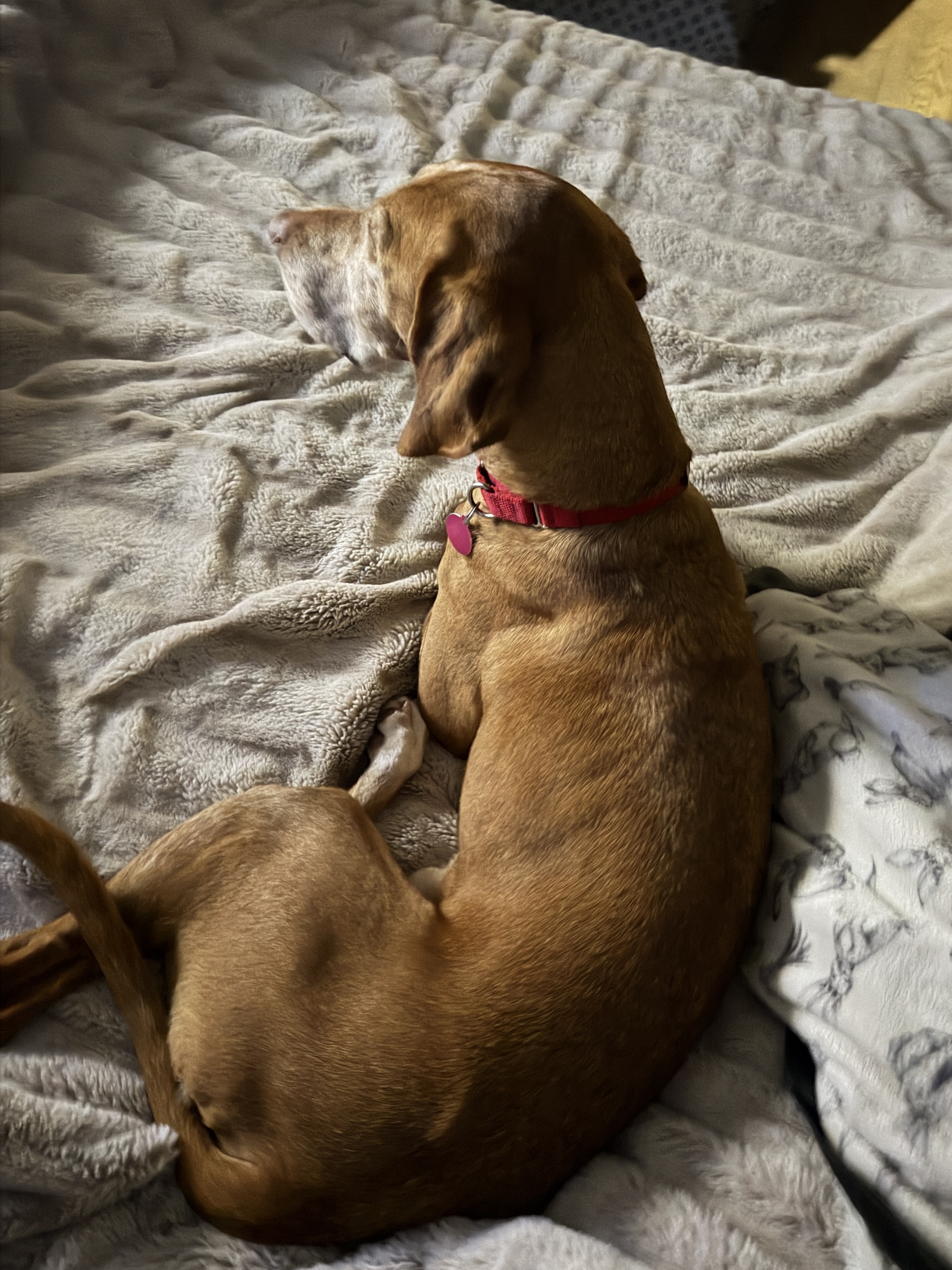 Picture of the Animal Listed