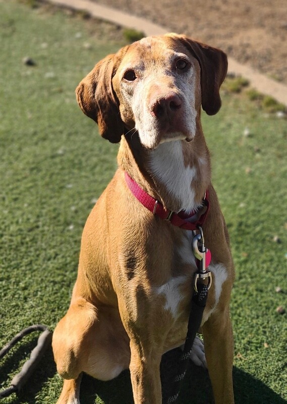 Picture of the Animal Listed