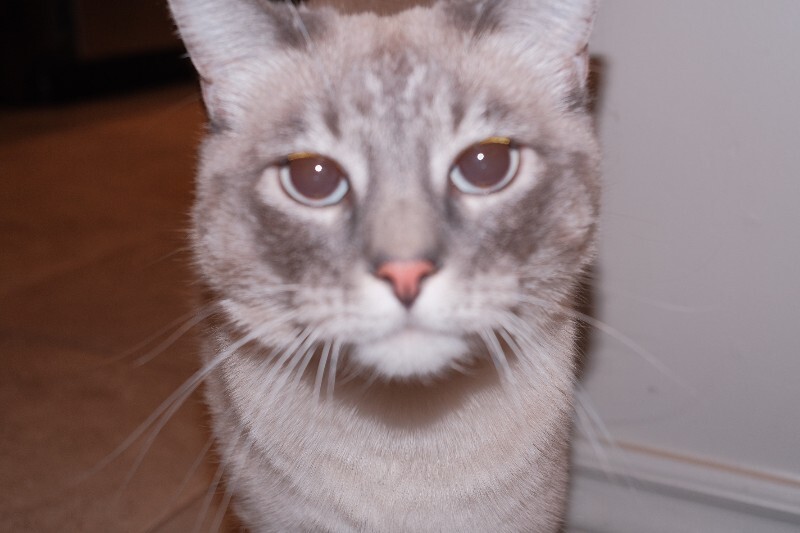 Picture of the Animal Listed