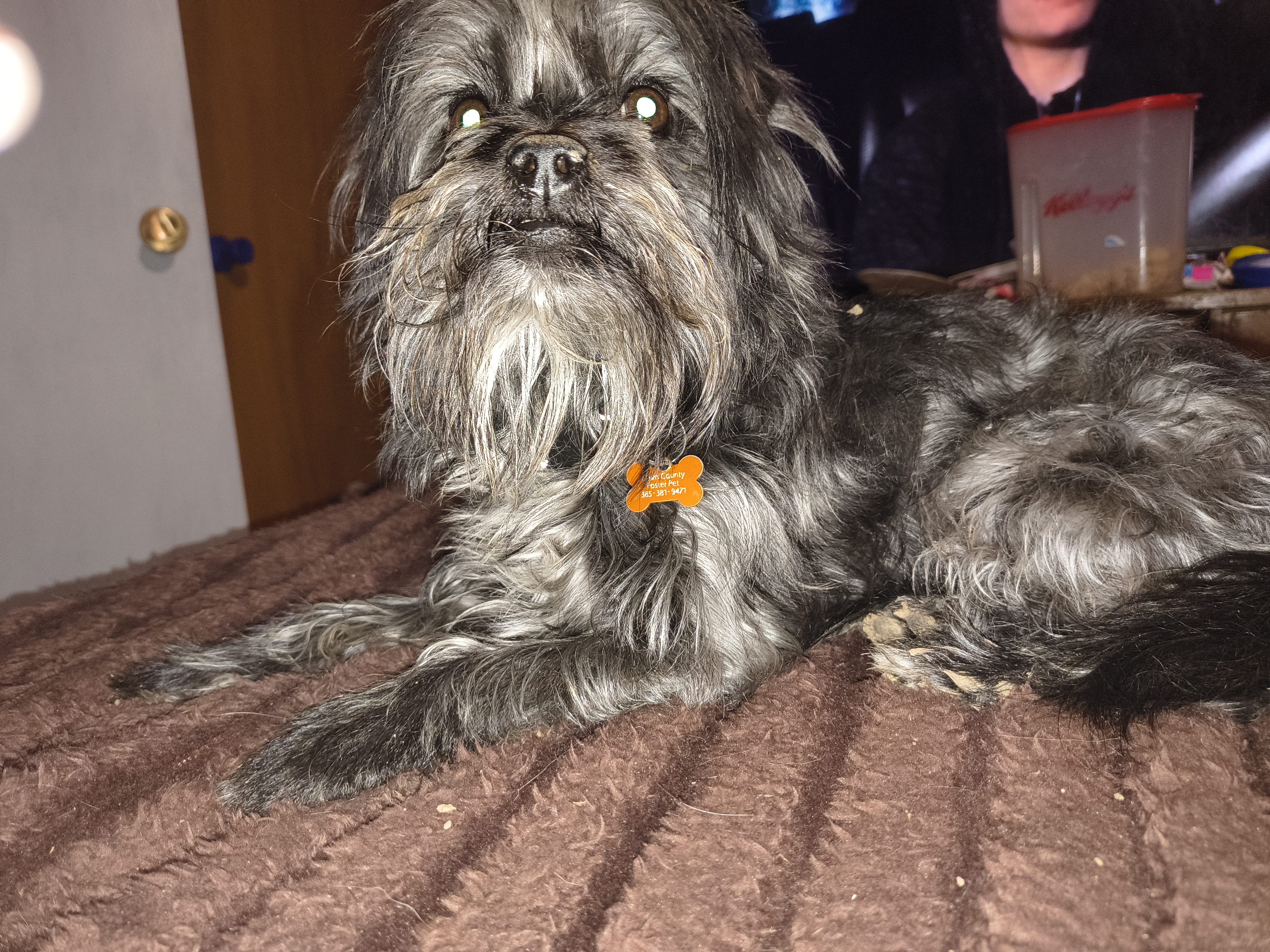 Picture of the Animal Listed