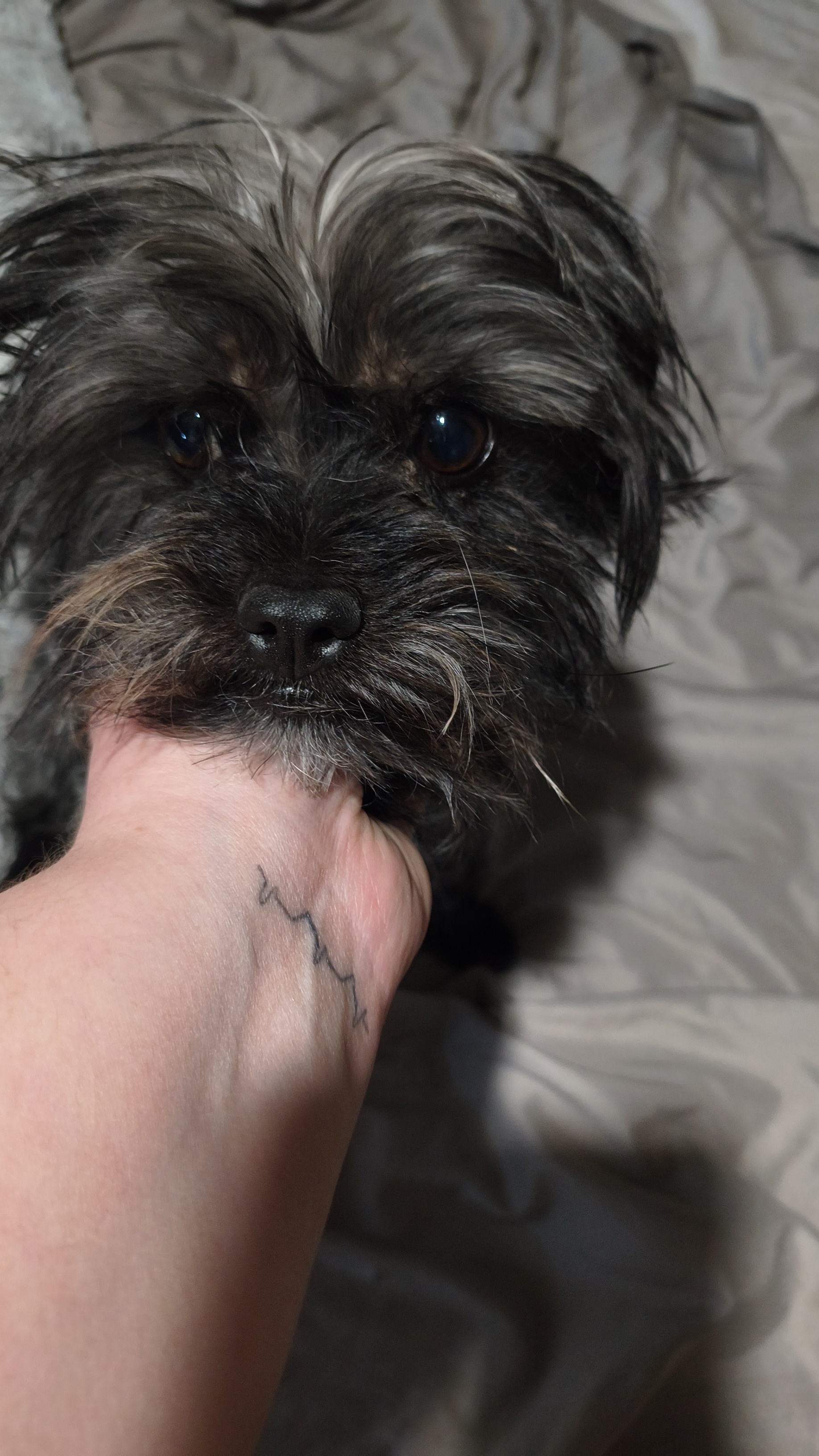 Picture of the Animal Listed