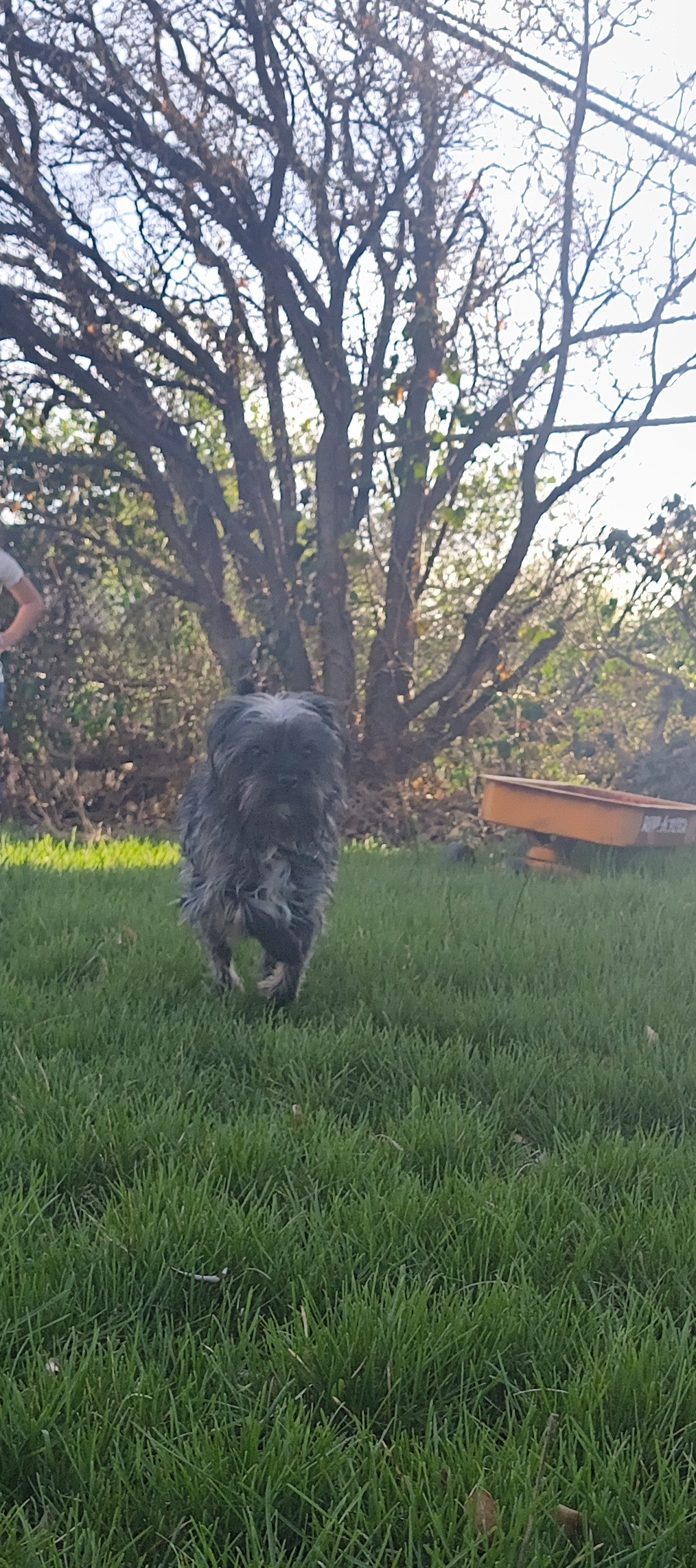 Picture of the Animal Listed