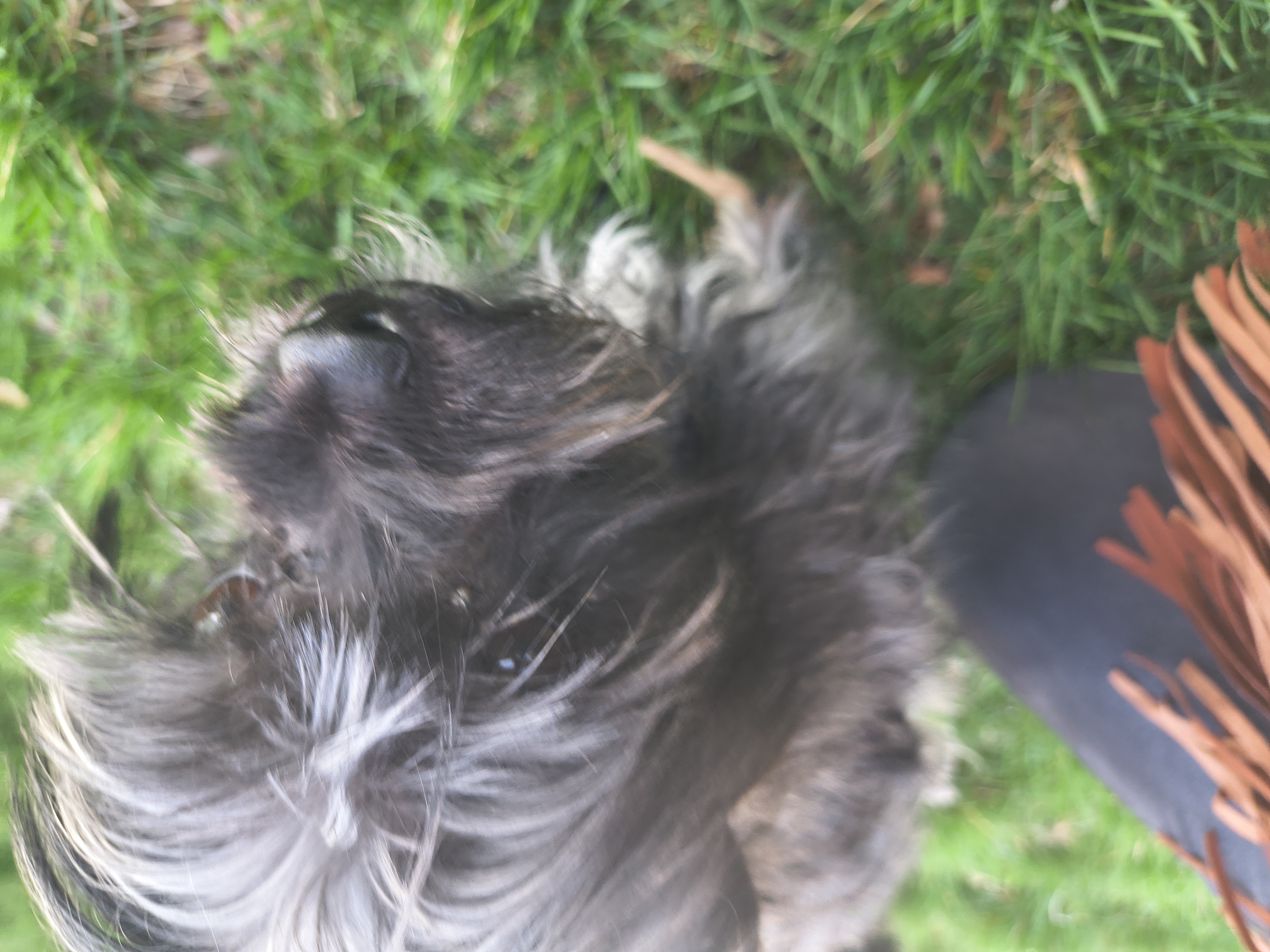 Picture of the Animal Listed