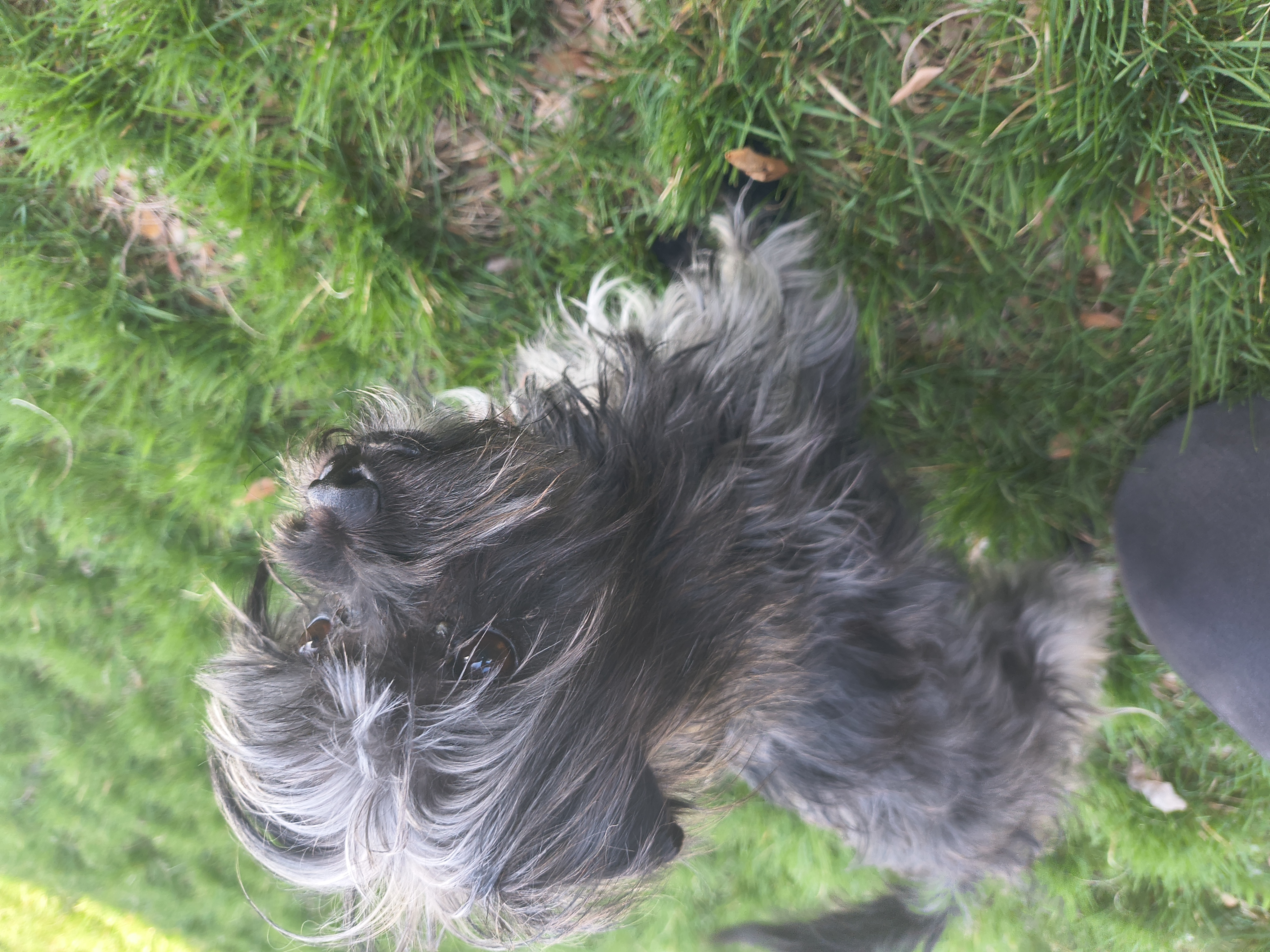 Picture of the Animal Listed