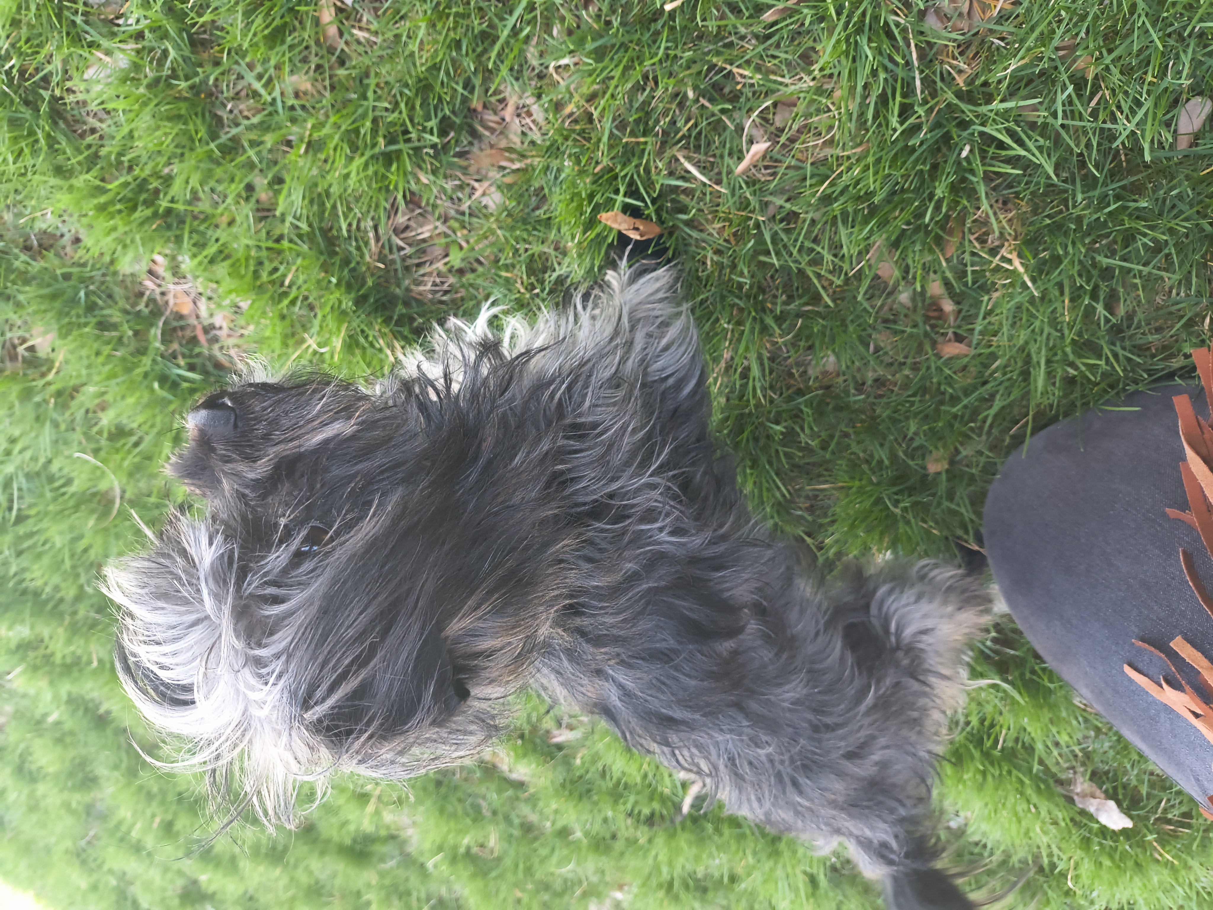 Picture of the Animal Listed