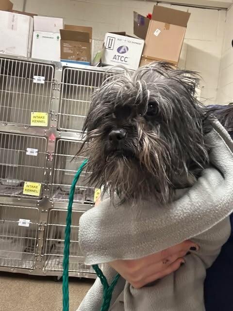 Picture of the Animal Listed