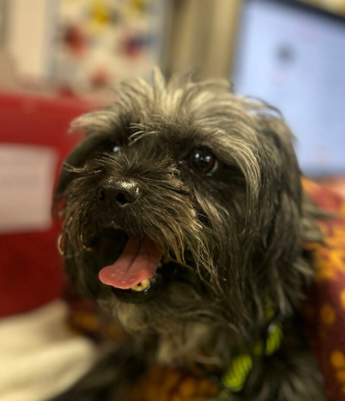 Picture of the Animal Listed