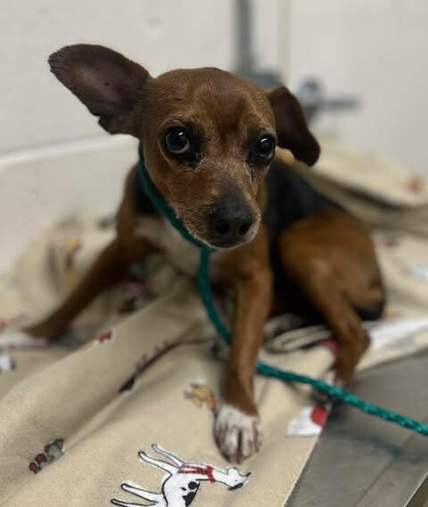 Picture of the Animal Listed