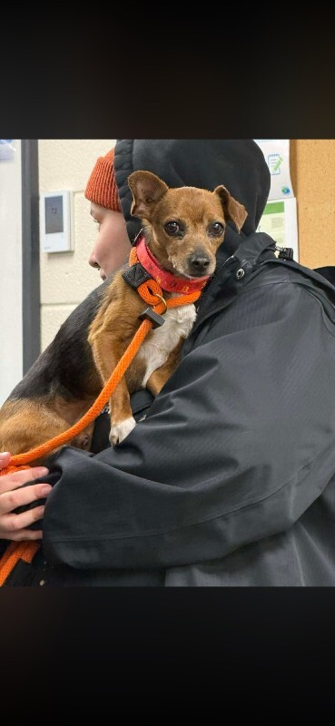 Picture of the Animal Listed