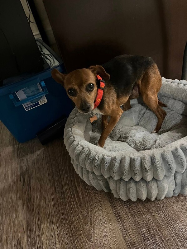 Picture of the Animal Listed