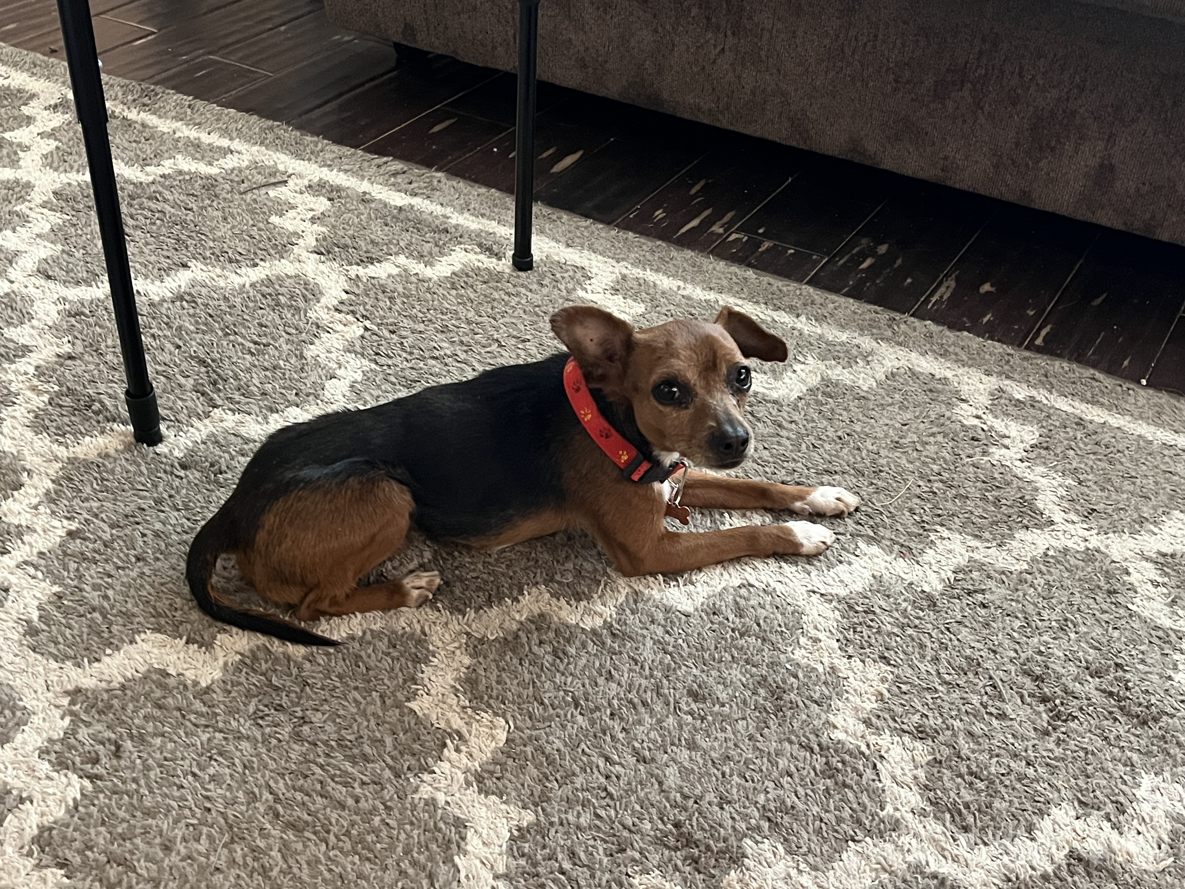 Picture of the Animal Listed