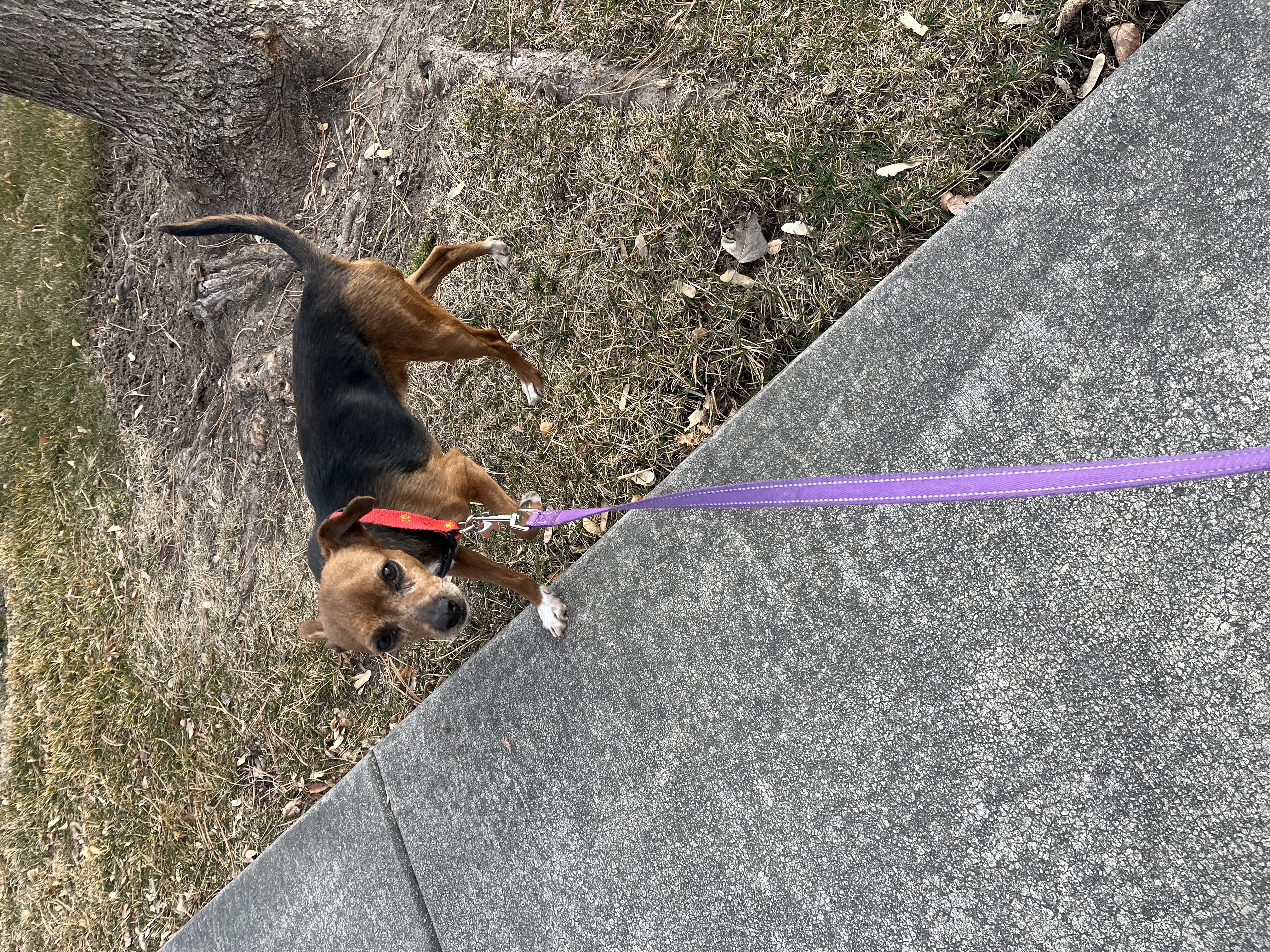 Picture of the Animal Listed