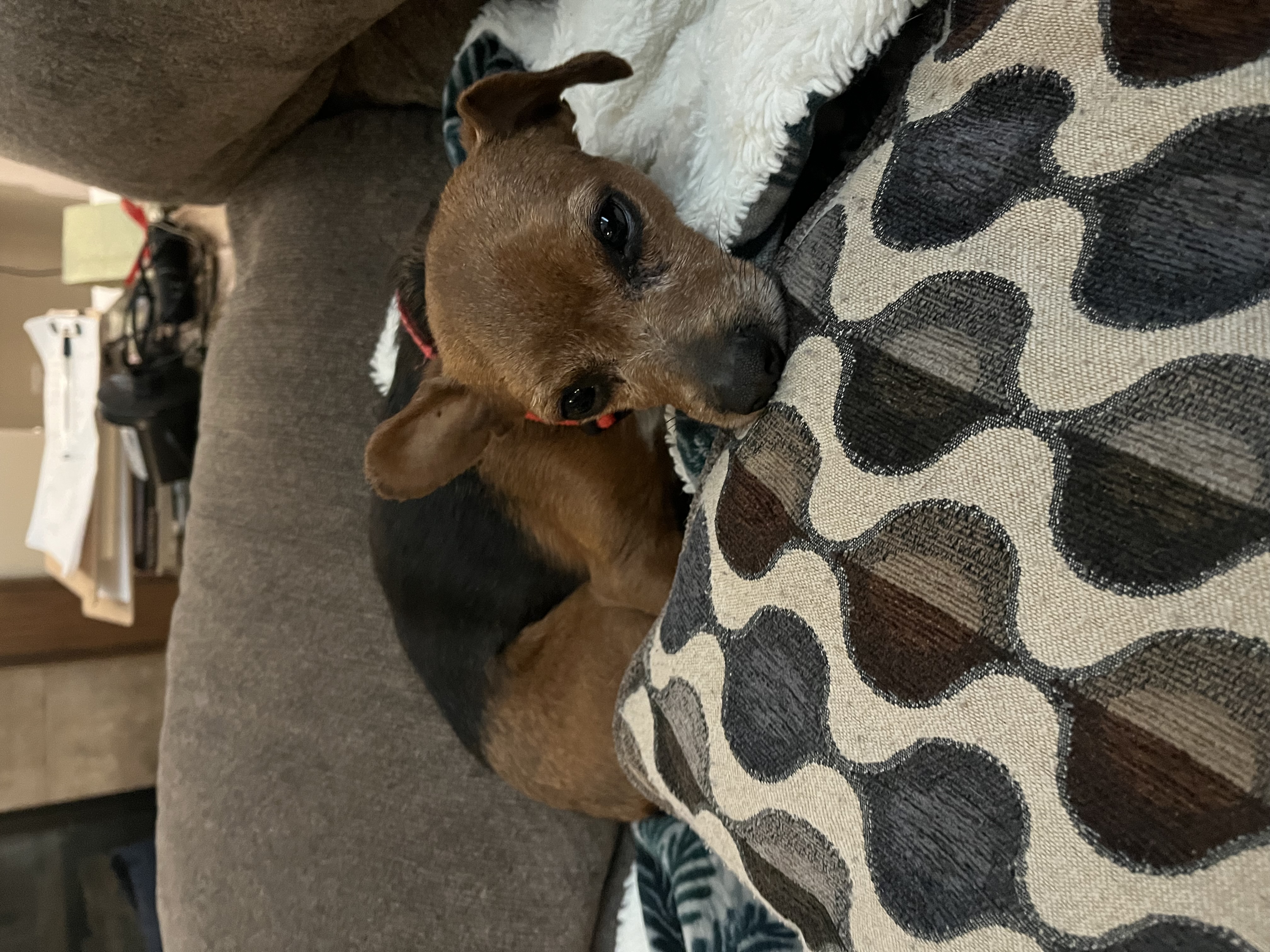 Picture of the Animal Listed