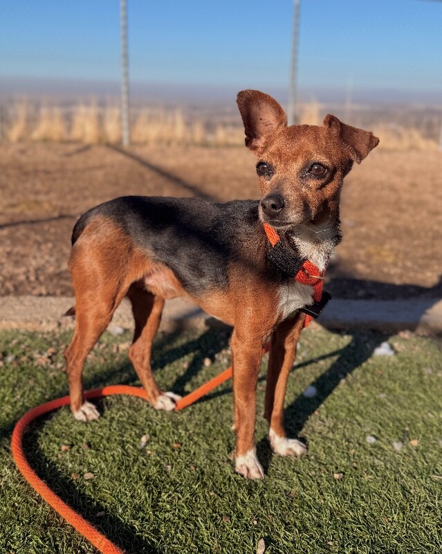 Picture of the Animal Listed