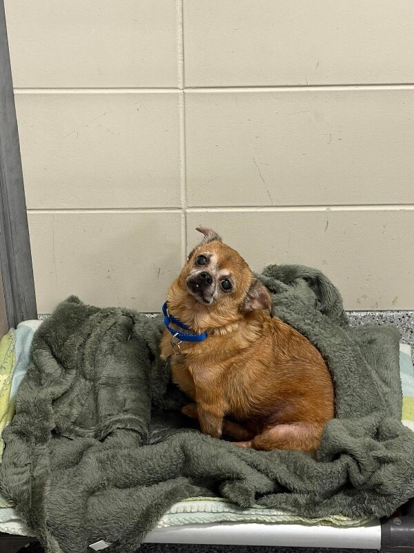 Picture of the Animal Listed