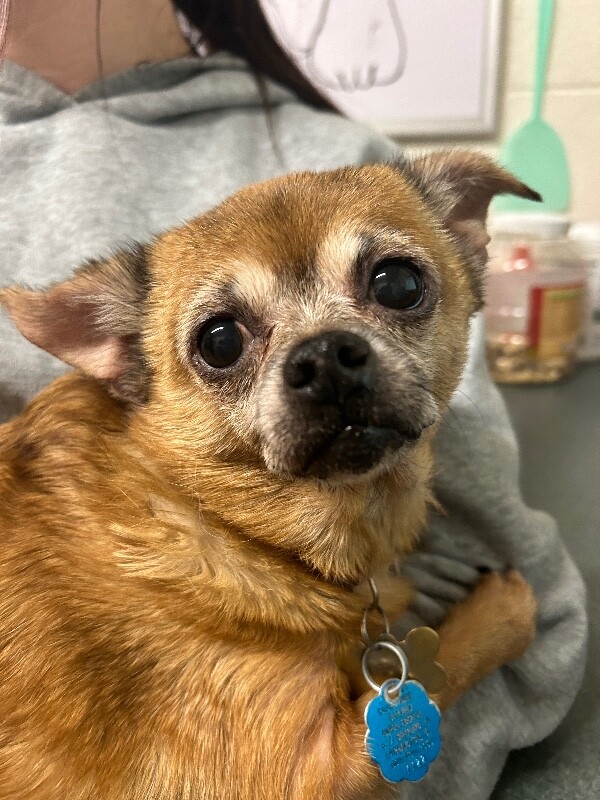 Picture of the Animal Listed