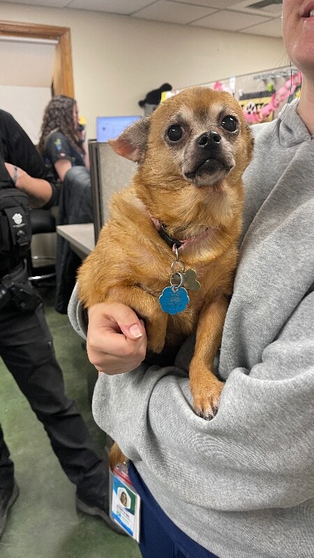 Picture of the Animal Listed