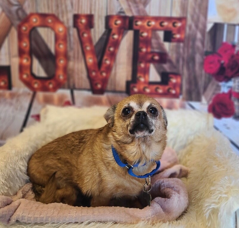 Picture of the Animal Listed